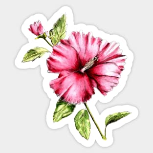 Hibiscus Flower Watercolor Painting Sticker